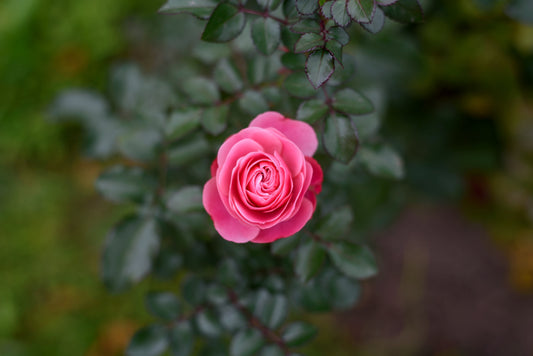 Bulgarian Rose Absolute: Rich Floral Depth for Luxury Perfumery
